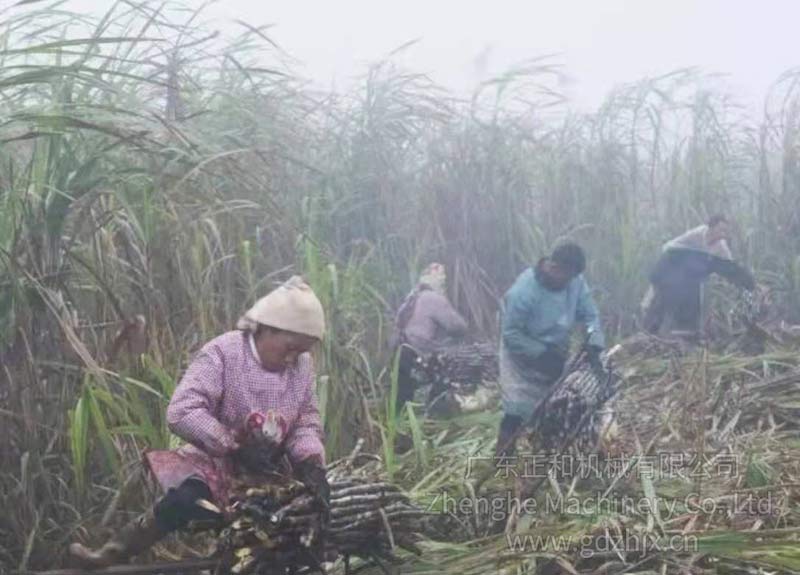 甘蔗全機械化生產和收獲