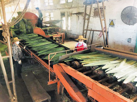 劍麻刮麻機_刮麻機_自動麻刮麻機_劍麻刮麻設備_劍麻纖維刮麻機_劍麻刮麻機_刮麻生產線_纖維提取加工設備_劍麻加工設備