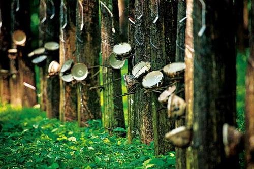 天然橡膠初加工機(jī)械縐片機(jī)